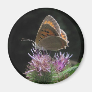 Magnet Butterfly