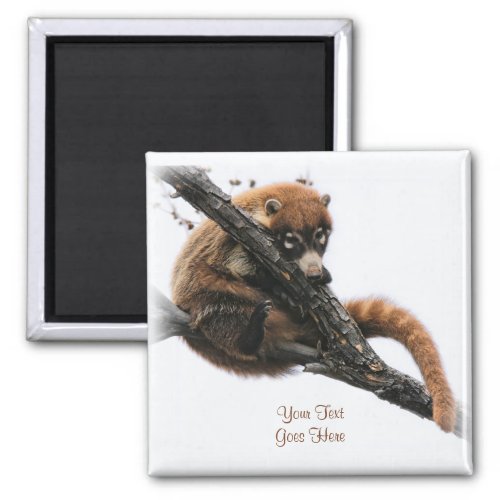 Magnet Coatimundi 5 Square Magnet