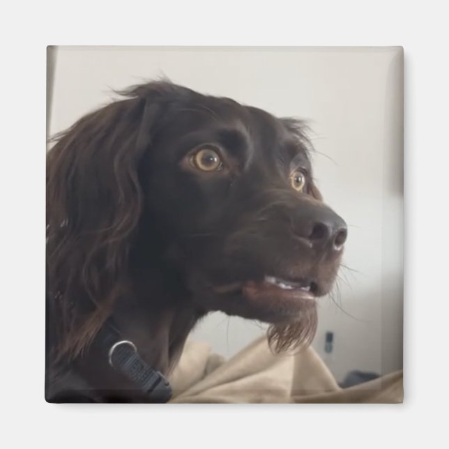 Magnet Confused Dog Meme (Front)