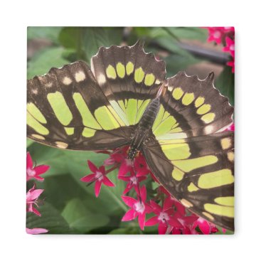 Magnet Costa Rica Butterfly - 2.1" x 2" Magnet Costa Rica Butterfly - 2.1" x 2"