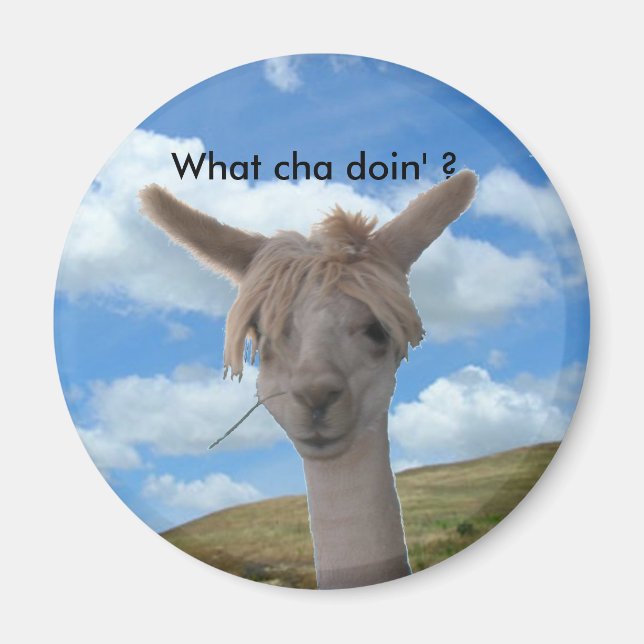 Magnet - Curious Alpaca (Front)