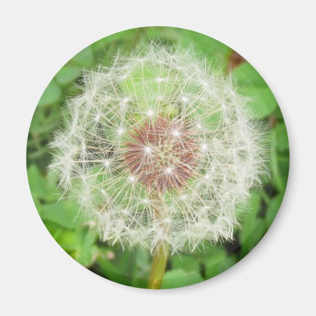 Magnet - Dandelion Seed Ball (Front)