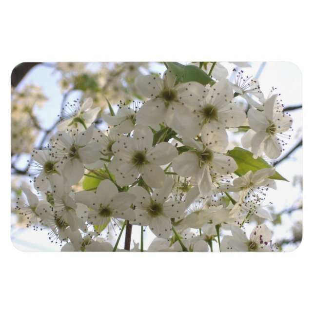 Magnet - Flexi - Blooming Bradford Pear (Horizontal)