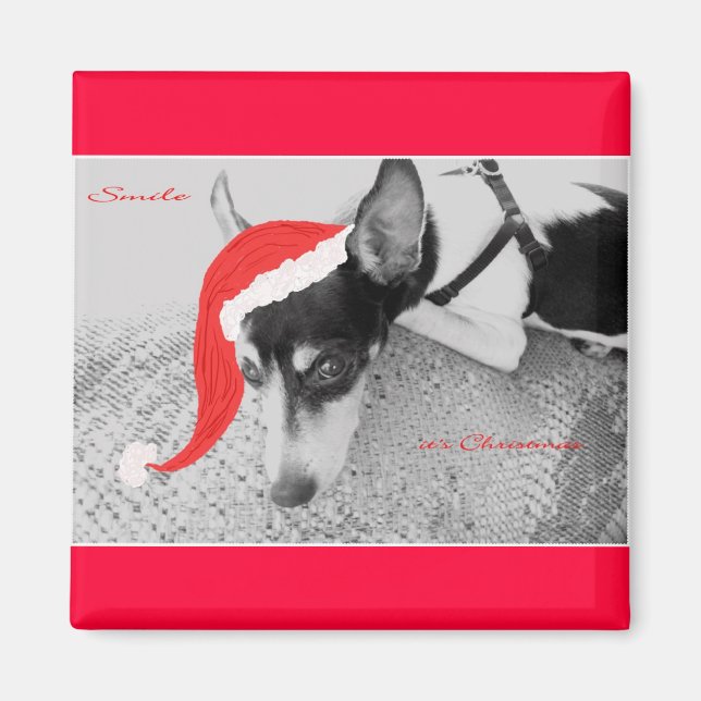 Magnet for Christmas, Rat Terrior (Front)