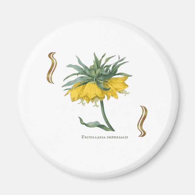 Magnet Fritillaria imperialis -couronne impériale (Front)