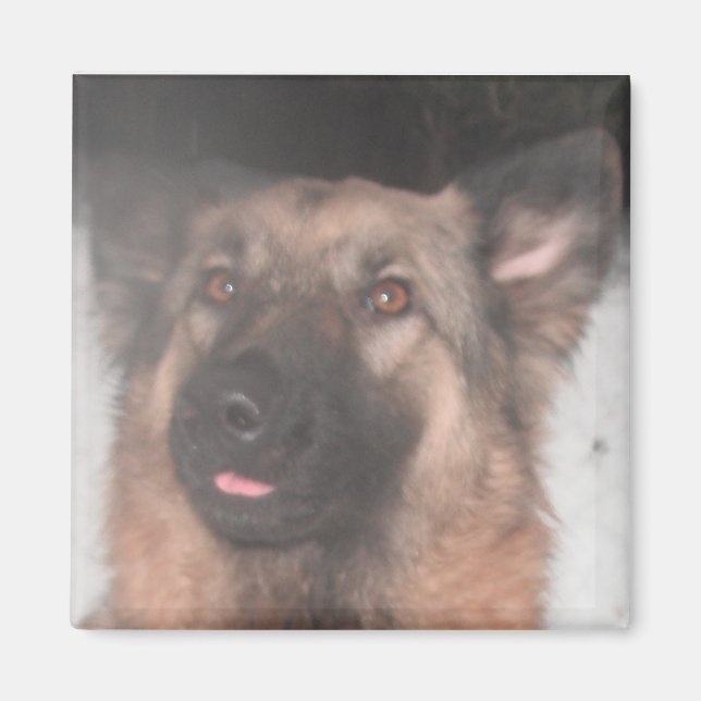 Magnet German Shepherd Sticking Tongue Out (Front)
