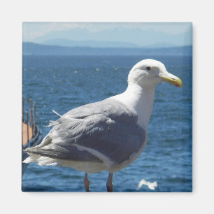 Magnet: Glaucous-winged Seagull Magnet
