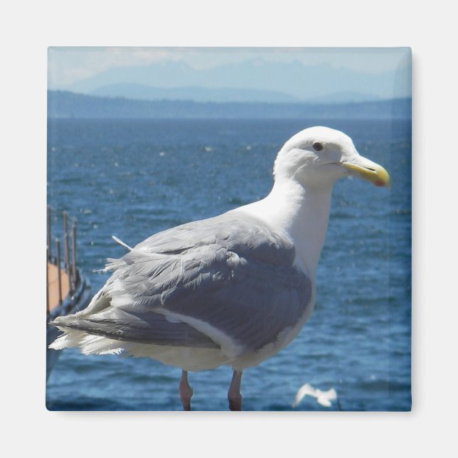 Magnet: Glaucous-winged Seagull Magnet (Front)