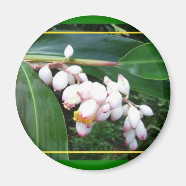 Magnet-Hawaii Shell Ginger Magnet (Front)