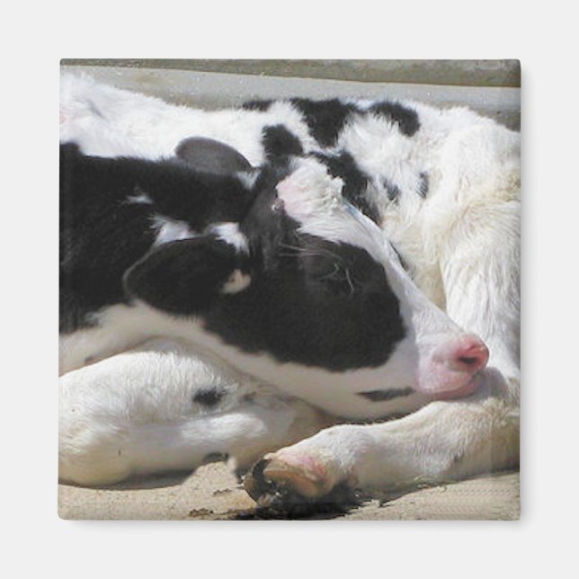 Magnet, Heifer, Baby Cow Photography Magnet (Front)