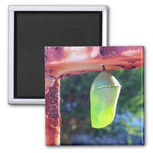 Magnet _ Monarch Chrysalis 2018