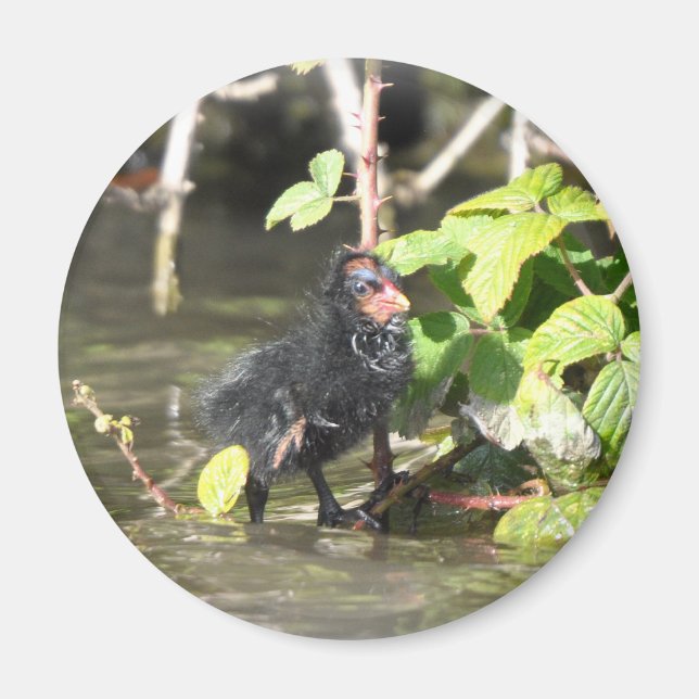 Magnet: Moorhen Chick Magnet (Front)