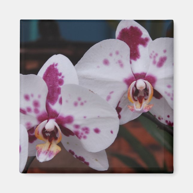 Magnet: Orchids Magnet (Front)