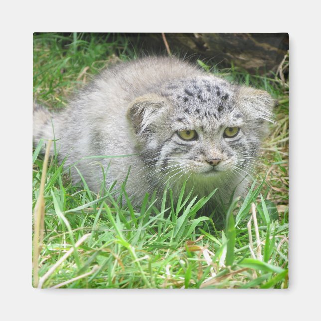 Magnet - Pallas's cat (Front)