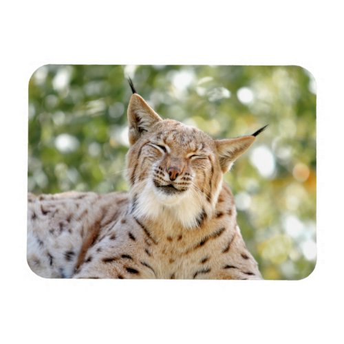 Magnet Photo cat  lynx  animals 0133