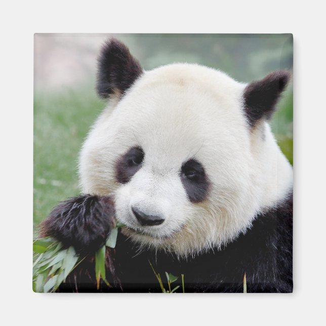 Magnet Photo giant panda , animals 0407. (Front)