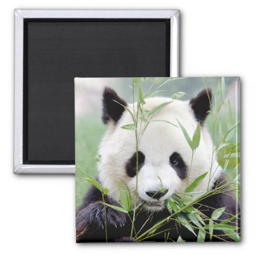 Magnet Photo giant panda Panda geant