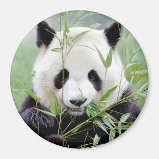 Magnet photo giant panda. Panda geant.