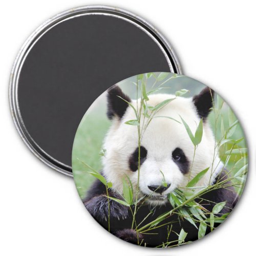 Magnet photo giant panda Panda geant