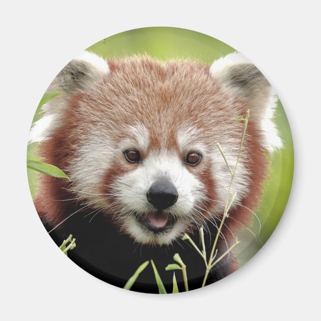 Magnet Photo red panda , animals 0362. (Front)