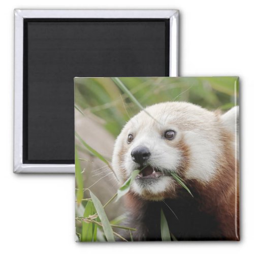 Magnet photo red panda Panda roux