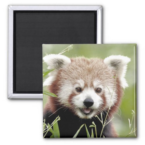 Magnet photo red panda Panda roux