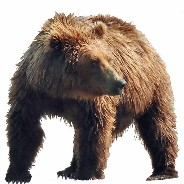 Magnet Photo Sculpture of grizzly bear (Front)