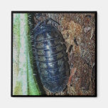 Magnet - Pill Bug (photo)