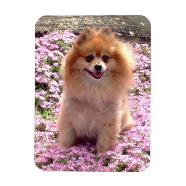 Magnet | Pomeranian with Pink Flowers (Vertical)