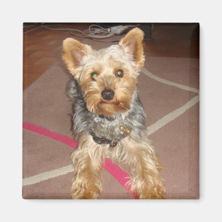 magnet "pop art" dog