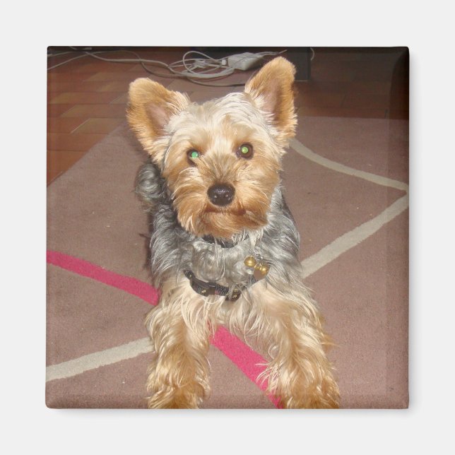 magnet "pop art" dog (Front)