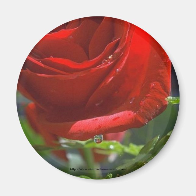 Magnet-Red Rose with water star Magnet (Front)