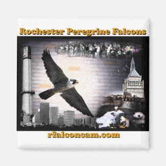 Magnet Rochester Peregrine Falcons