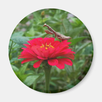 Magnet-round/Praying Mantis & Zinnie Magnet