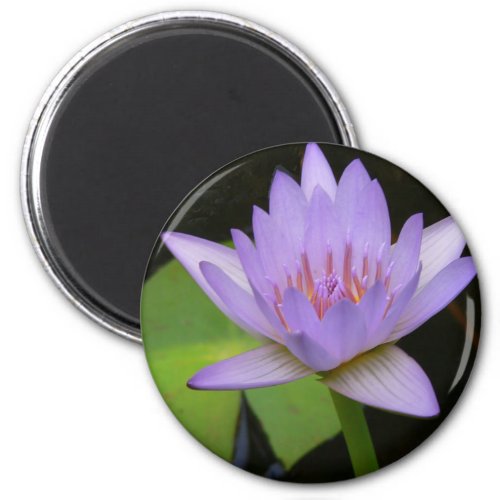 Magnet Soft Lavender Water Lily Magnet