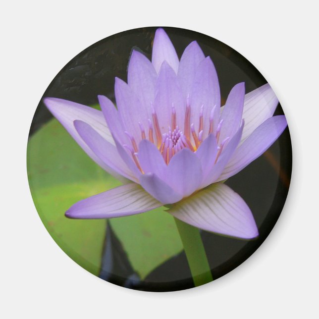 Magnet, Soft Lavender Water Lily Magnet (Front)