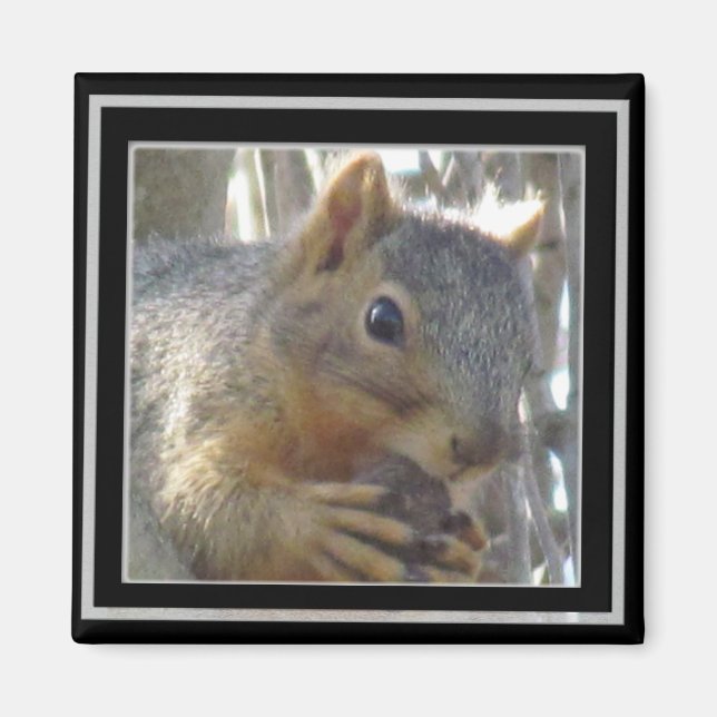 Magnet - Squirrel in Black Frame (Front)
