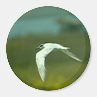 Magnet - Tern in Flight