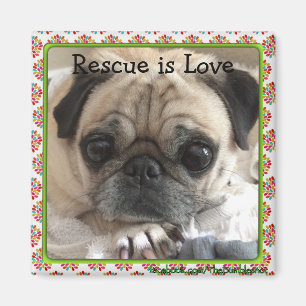 Magnet/The Itsy Pug: Rescue is Love Magnet