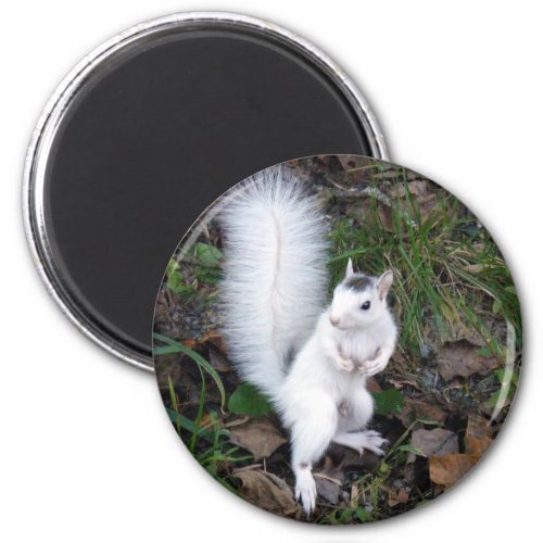 magnet _ White Squirrel