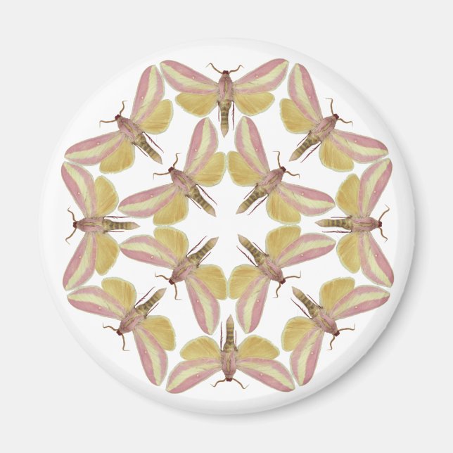 Magnet with beautiful hawk moths (Front)