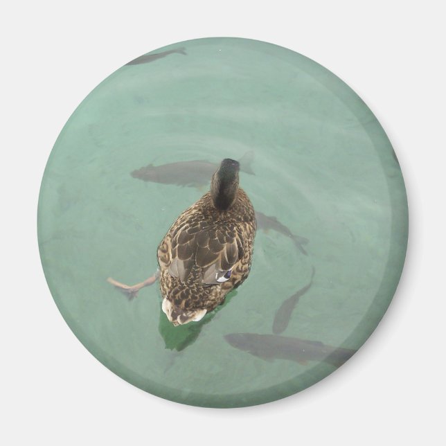 Magnet with duck (Front)