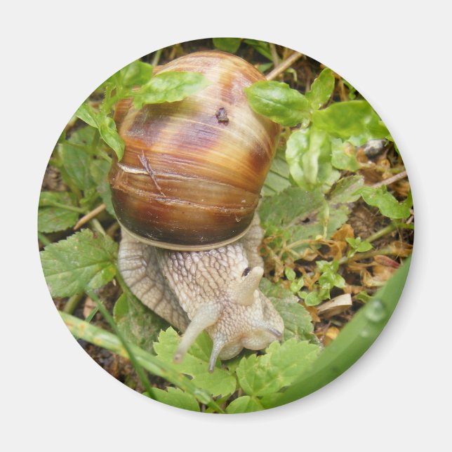 Magnet with lonely snail. (Front)