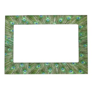Magnetic Frame - Peacock Feathers