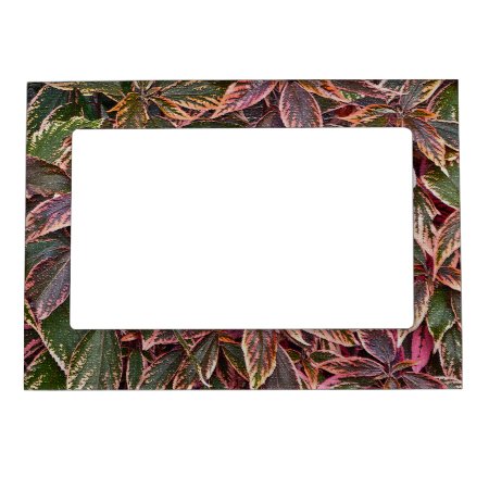 Magnetic Picture Frame With Colorful Coleus Leaves