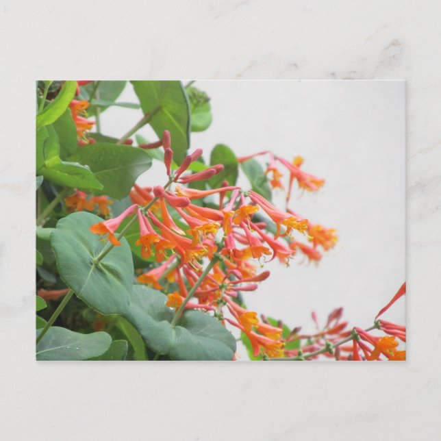 "Magnifica" Honeysuckle Postcard (Front)
