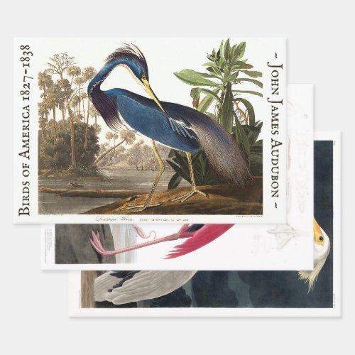 MAGNIFICENT AUDUBON HEAVY WEIGHT DECOUPAGE PRINTS WRAPPING PAPER SHEETS