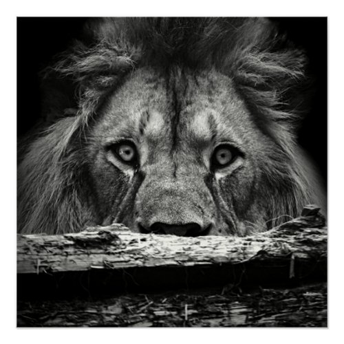 Magnificent black and white lion poster