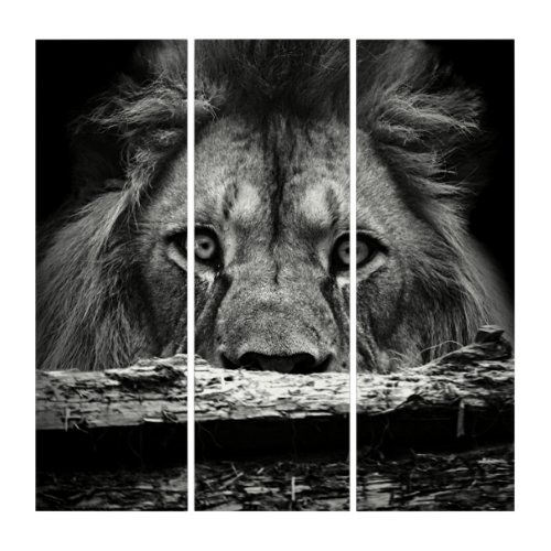 Magnificent black and white lion triptych