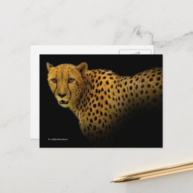 Magnificent Cheetah Big Wild Cat Postcard (Front/Back In Situ)
